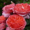 薔薇