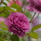 薔薇