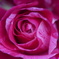 薔薇