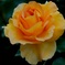 薔薇