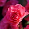 薔薇