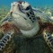 Sea turtle