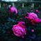 ピンク色の薔薇園