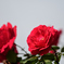 D7K_6404R