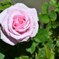 薔薇