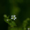 名も知れぬ小さな花