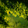 the green