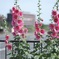 市の花タチアオイ  静岡