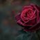 薔薇 NOKTON58