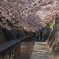 桜のトンネル