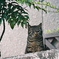 吾輩は猫である、ニャー # 909