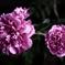 雨　芍薬