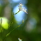 春の花　４