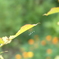 優曇華の花