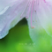 healing color