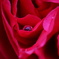 薔薇と滴