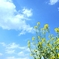 春の空