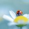 LUCKY BUG☆.。.:*・