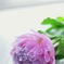 立てば芍薬、だけど、座ってる