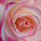 薔薇