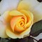 黄色い薔薇