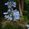 African lily