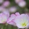 ピンクの光芒