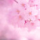 さくら