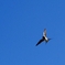 青空ツバメ