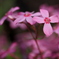 芝桜 クロス