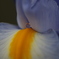 花しずく