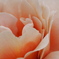 tender voice