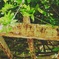 sabisabii