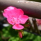 花に水やり