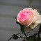 桃のような薔薇