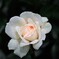 Garden of Roses