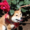 薔薇の冠でてへぺろ