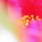 さざんか～冬に咲く花
