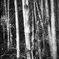 young bamboo