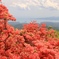 南三陸に咲く山つつじ