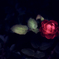 beginning