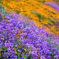 カリフォルニアの花　Walker Canyon-Poppy