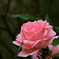 D7K_6996R