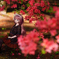 Azaleas in Bloom