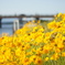 Super Takumar 55mm