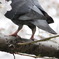 鳩尻