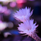 サボテンの花＿２