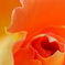 petal