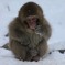 snow monkey