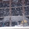 ふる雪、つもる雪